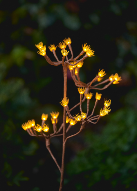 Display Model Wild Fennel Branch