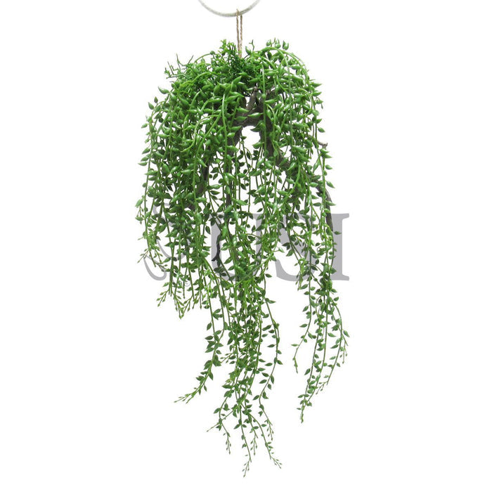 Donkeytail Berry Succulent on Branch Hanging Airplant, 20.5in, Green