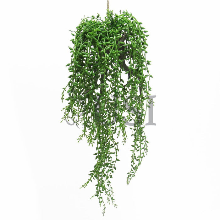 Donkeytail Berry Succulent on Branch Hanging Airplant, 20.5in, Green