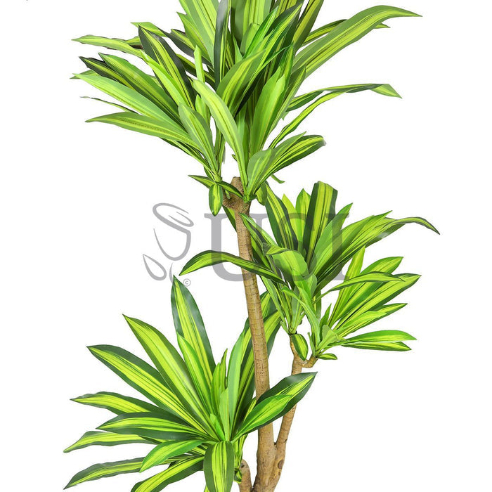 Dracaena Tree Real Touch Potted, 6ft, Green