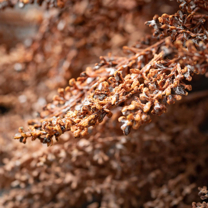 Dry Grass Spray