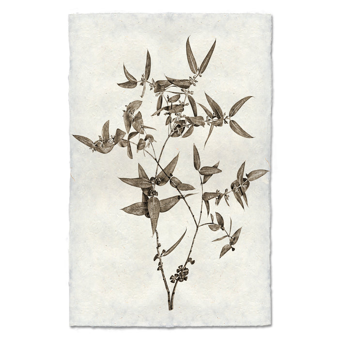 Eucalyptus #3 botanical art print on handmade Nepalese paper, featuring a sepia-toned plant illustration.