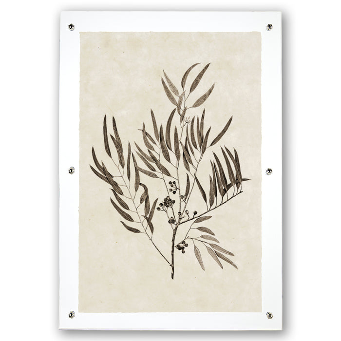 Eucalyptus #4 handmade Nepalese paper wall art print with botanical illustration, framed with clear acrylic.