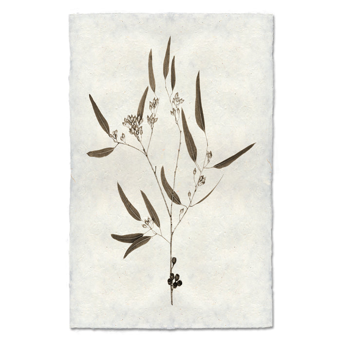 Eucalyptus #5 handmade Nepalese paper wall art print with botanical illustration of leaves, buds, and berries.