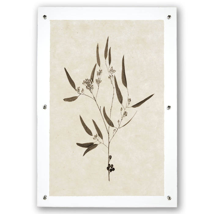 Eucalyptus #5 botanical print on handmade Nepalese paper, framed with clear acrylic and silver standoffs.