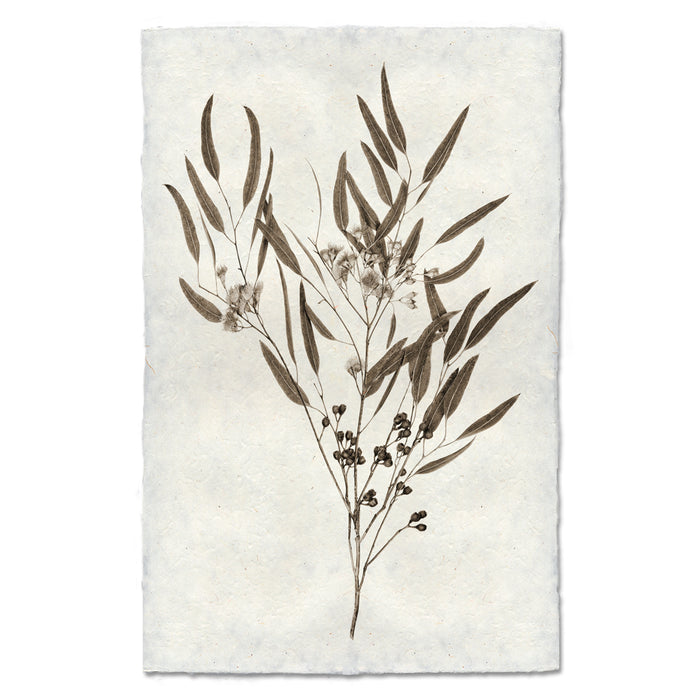 Eucalyptus #6 handmade Nepalese paper wall art print with sepia botanical illustration of leaves and berries.
