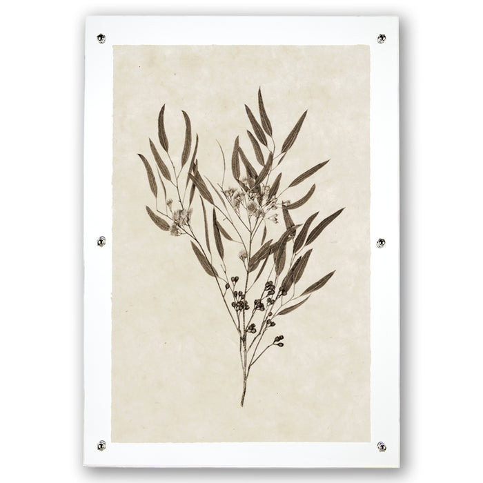 Eucalyptus #6 handmade Nepalese paper wall art print with botanical illustration, framed with clear acrylic and silver hardware.