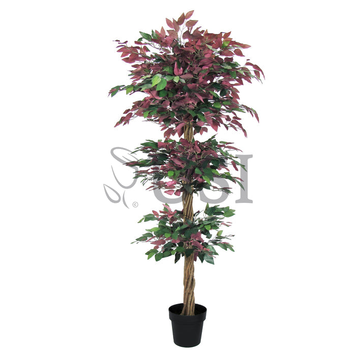 Ficus Tree Potted w 3 Tiers, 6ft, Green Red