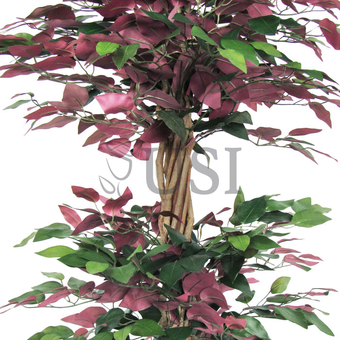 Ficus Tree Potted w 3 Tiers, 6ft, Green Red
