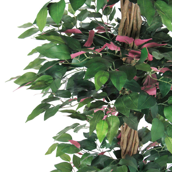 Ficus Tree Potted w 3 Tiers, 6ft, Green Red