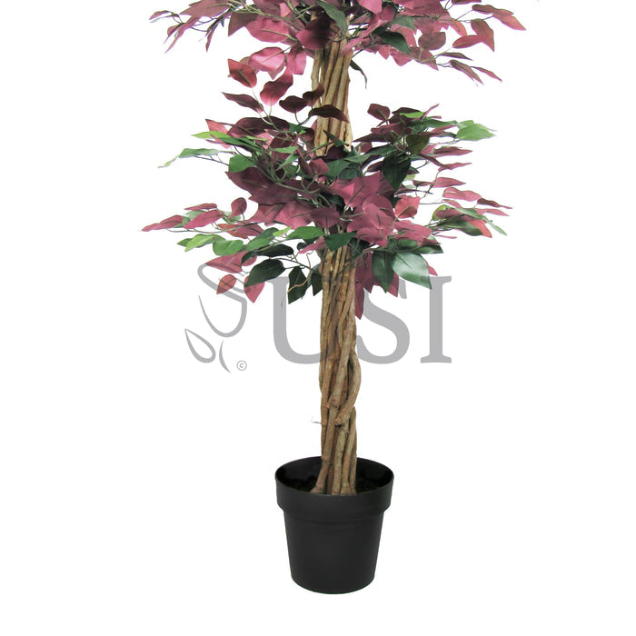 Ficus Tree Potted w 3 Tiers, 6ft, Green Red