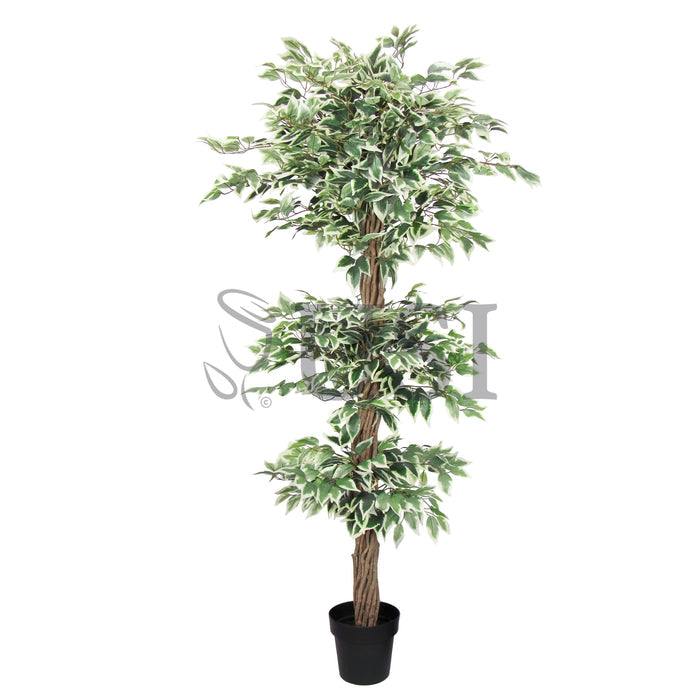 Ficus Tree Potted w 3 Tiers, 6ft, Green White