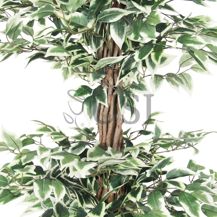 Ficus Tree Potted w 3 Tiers, 6ft, Green White