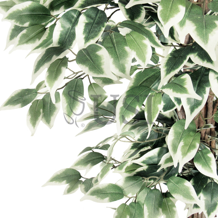 Ficus Tree Potted w 3 Tiers, 6ft, Green White