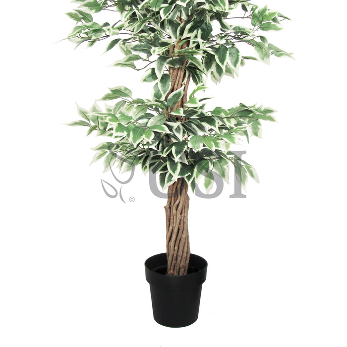 Ficus Tree Potted w 3 Tiers, 6ft, Green White