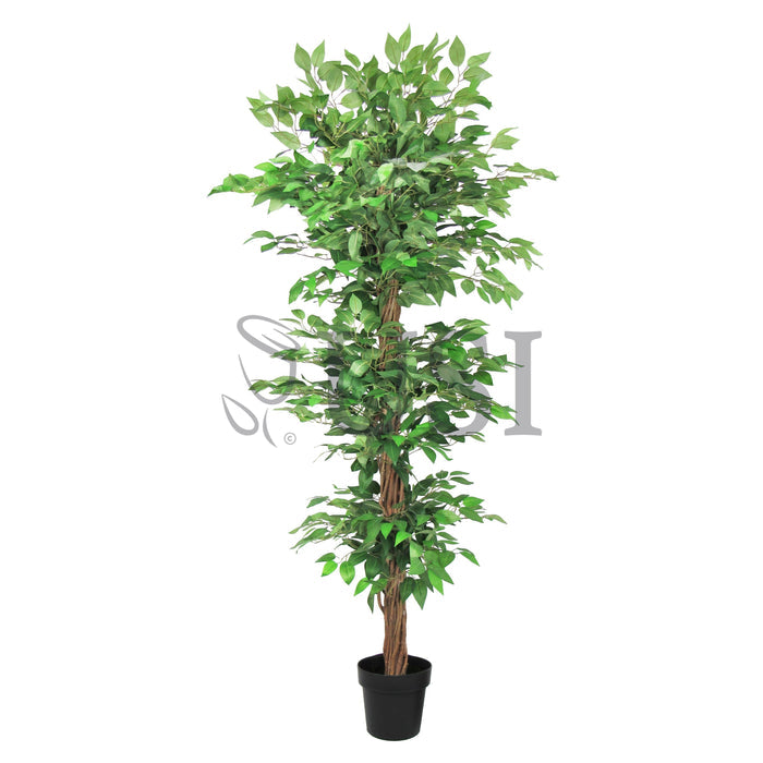 Ficus Tree Potted w 3 Tiers, 6ft, Green