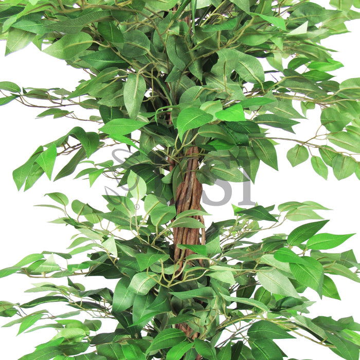 Ficus Tree Potted w 3 Tiers, 6ft, Green