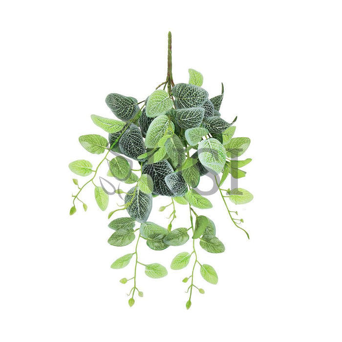 Fittonia Ivy Hanging Greenery Bush, 24in, Green