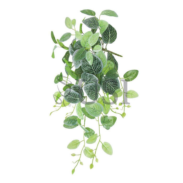 Fittonia Ivy Hanging Greenery Bush, 24in, Green
