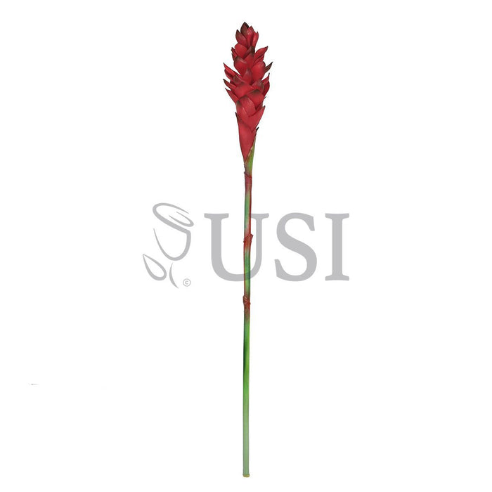 Ginger Flower Stem Real Touch, 31in, Red