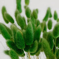 Green Dried Craspedia Bunny Tails Close Up - Image