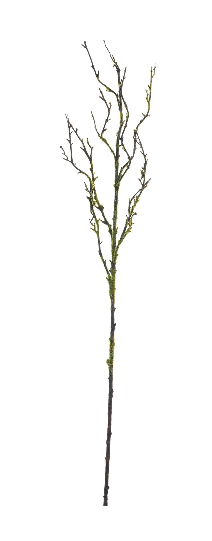 Green Moss Branch