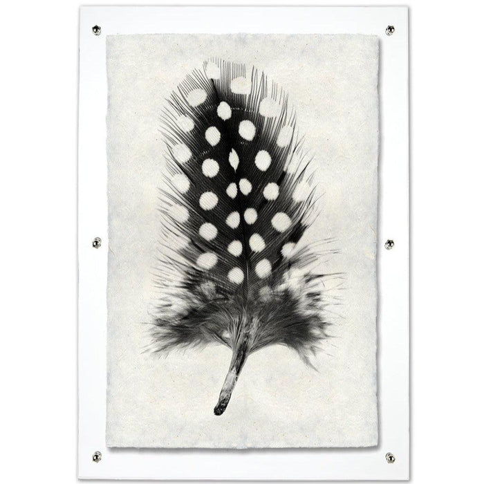 Black and white Guinea Fowl feather print on textured Nepalese handmade paper, framed in clear acrylic.