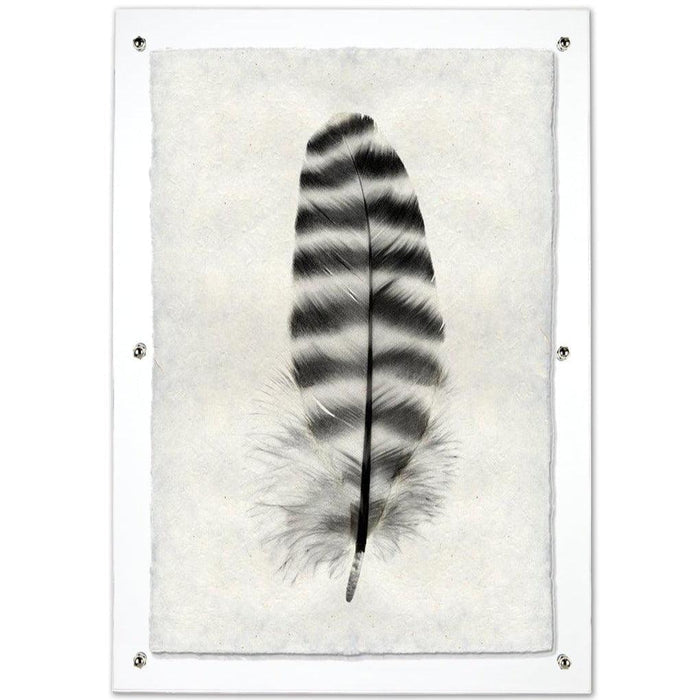 Black and white Barred Rock Hen feather print on textured Nepalese handmade paper, framed in clear acrylic.