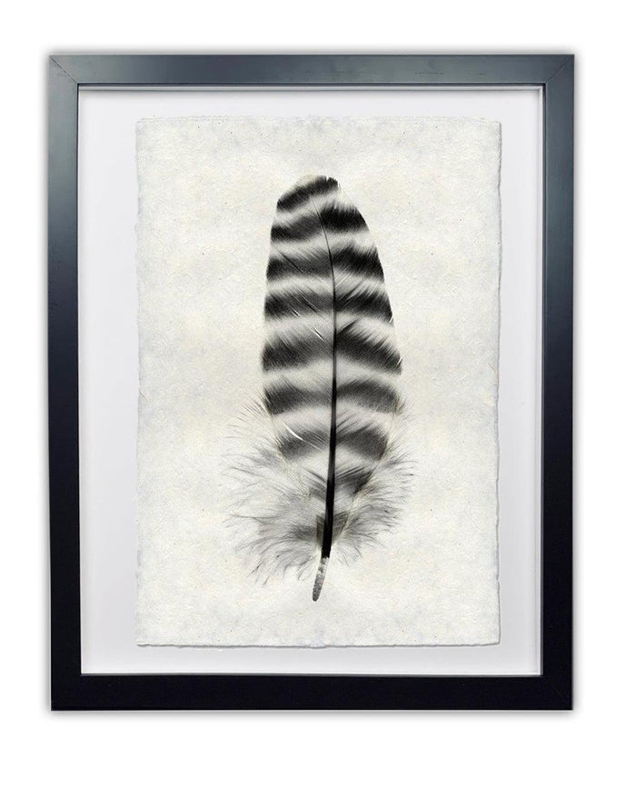 Framed black and white Barred Rock Hen feather print on textured handmade Nepalese paper.