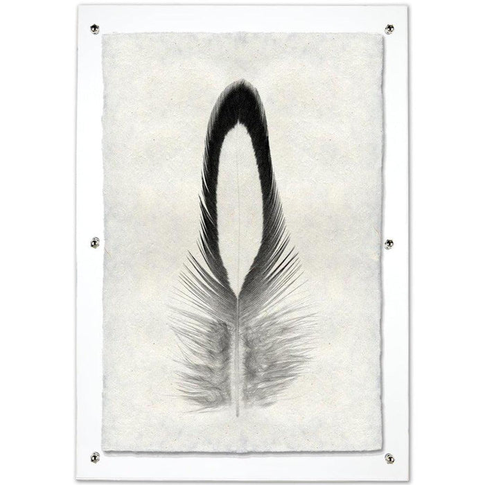 Black Lady Amherst Pheasant feather print on textured handmade paper, framed in clear acrylic.