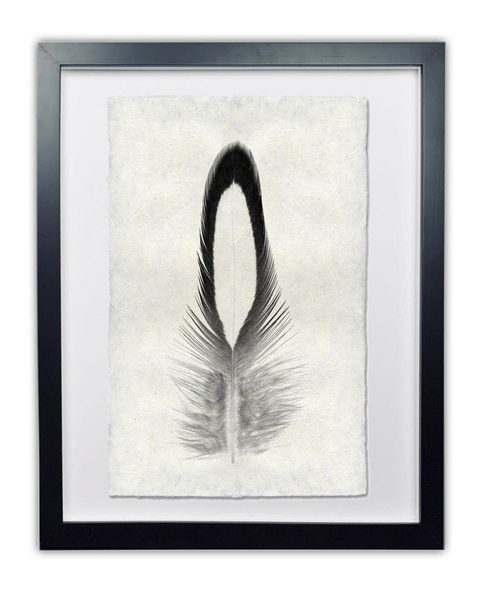 Lady Amherst Pheasant feather print on textured Nepalese handmade paper, framed in black.