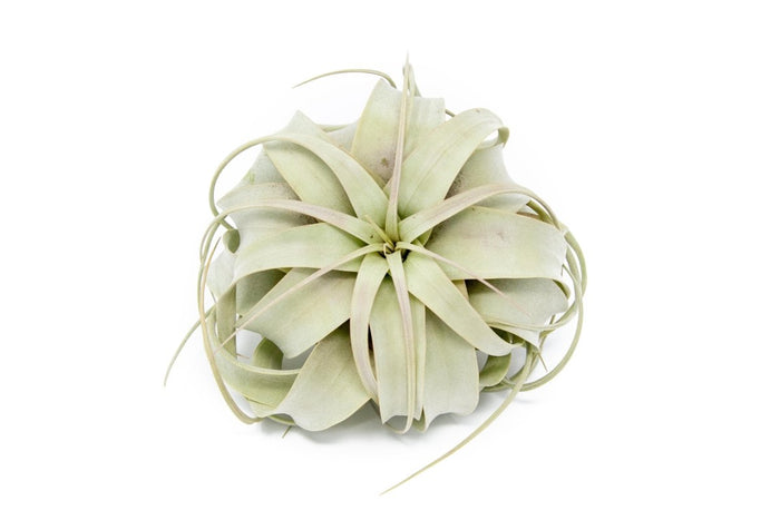 Large Tillandsia Air Plant Variety - Set of 10, 15, or 20 - 40% Off - Ed's Plant Shop