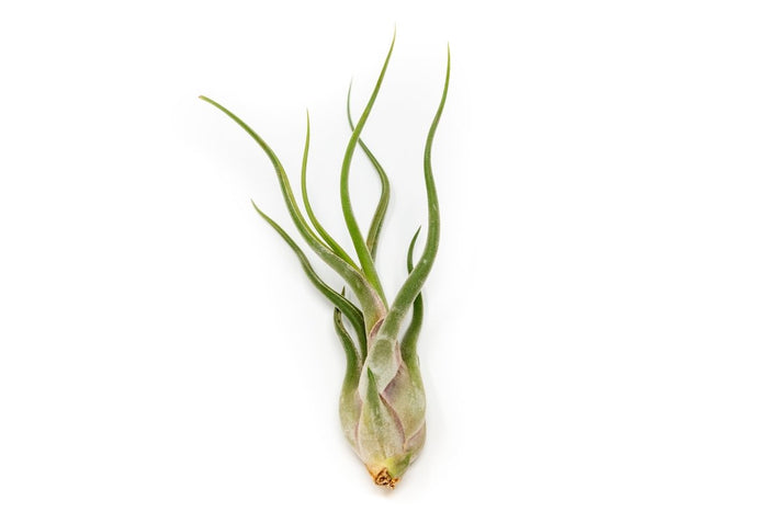 Large Tillandsia Air Plant Variety - Set of 10, 15, or 20 - 40% Off - Ed's Plant Shop