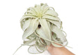 Large Tillandsia Xerographica / 6 - 8 Inches Wide - Ed's Plant Shop