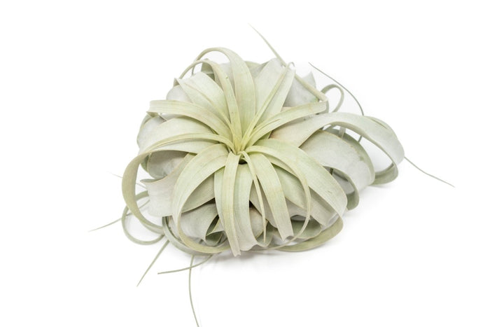 Large Tillandsia Xerographica / 6 - 8 Inches Wide - Ed's Plant Shop