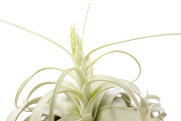 Large Tillandsia Xerographica / 6 - 8 Inches Wide - Ed's Plant Shop