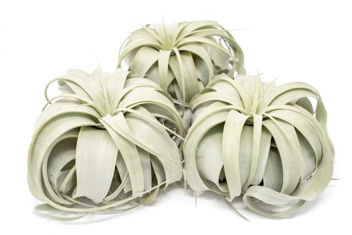 Large Tillandsia Xerographica / 6 - 8 Inches Wide - Ed's Plant Shop
