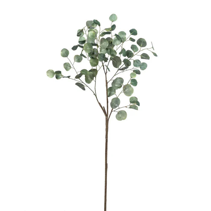 Leaf Eucalyptus Stem