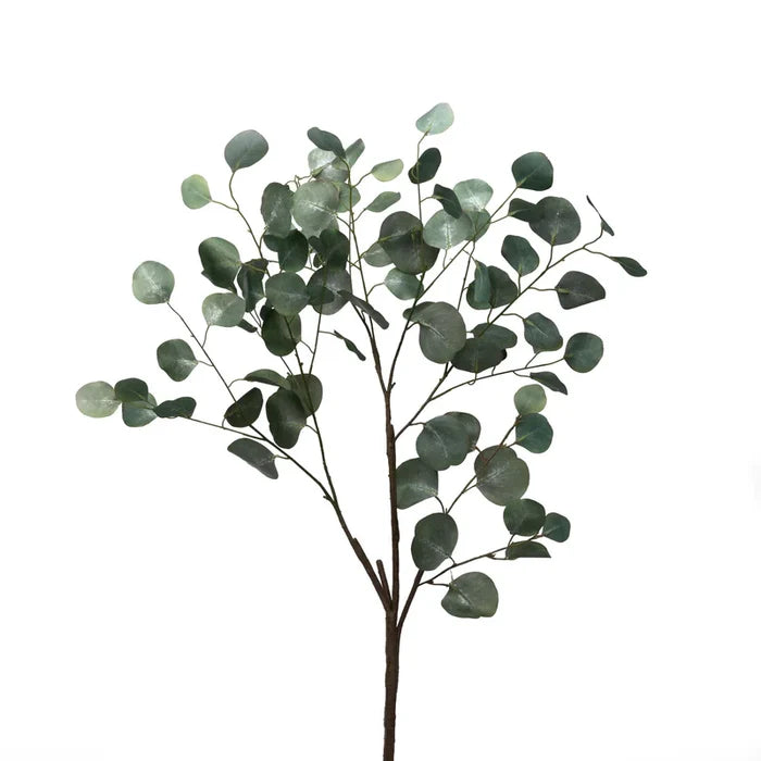 Leaf Eucalyptus Stem