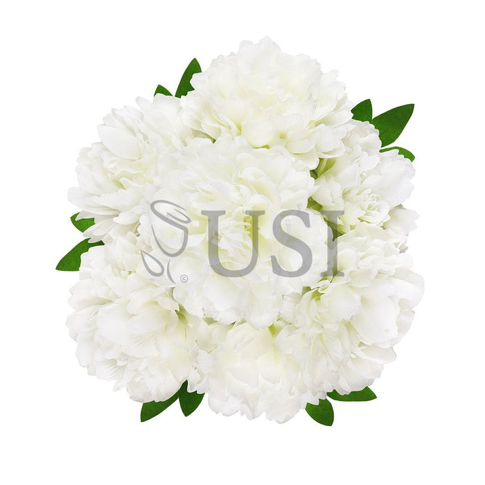 Lush Hybrid Peony Flower Bush x7, 17in, Cream White