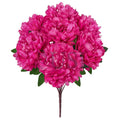 Lush Hybrid Peony Flower Bush x7, 17in, Magenta