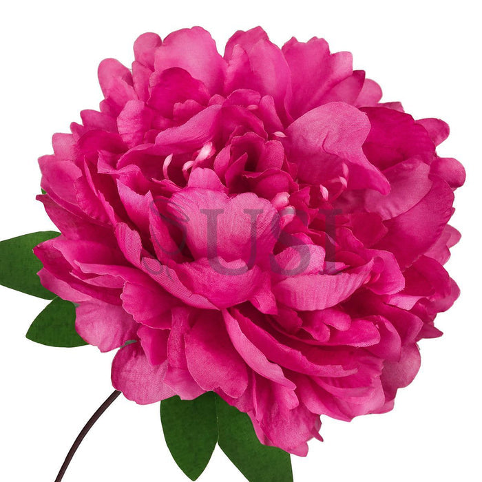 Lush Hybrid Peony Flower Bush x7, 17in, Magenta