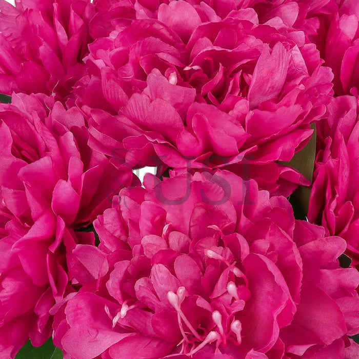 Lush Hybrid Peony Flower Bush x7, 17in, Magenta