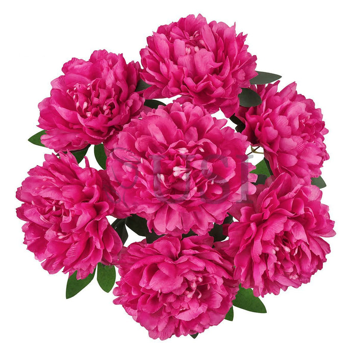 Lush Hybrid Peony Flower Bush x7, 17in, Magenta