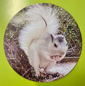 Round magnet with an image of a white squirrel and the text 'Brevard, NC'.