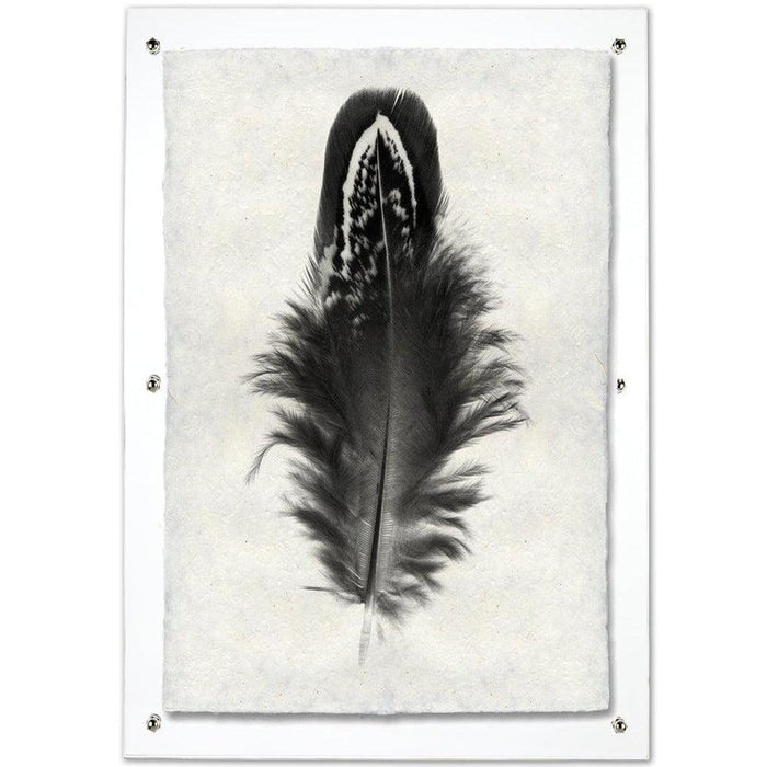 Black and white Mallard Duck feather print on textured handmade Nepalese paper, framed in clear acrylic.