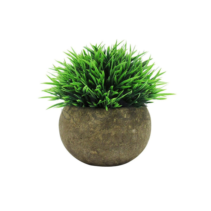 Mini Boxwood Grass Tea Leaf Mix Plant in Pot Set of 3, 4.5in, Frosted Green