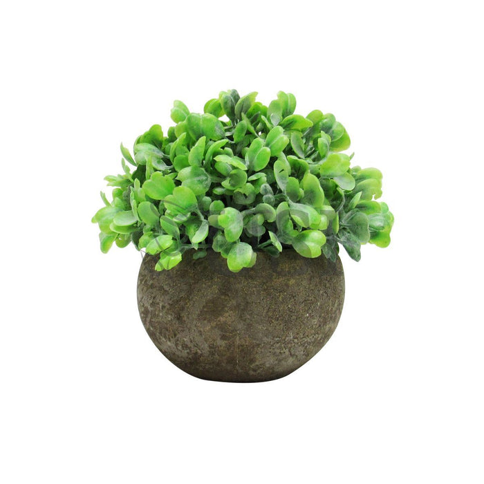 Mini Boxwood Grass Tea Leaf Mix Plant in Pot Set of 3, 4.5in, Frosted Green