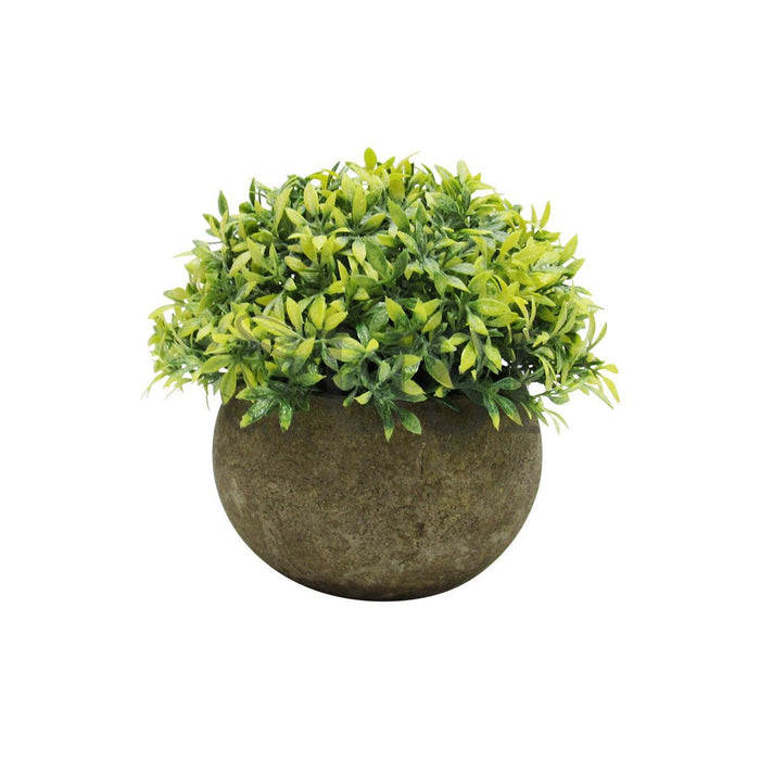 Mini Boxwood Grass Tea Leaf Mix Plant in Pot Set of 3, 4.5in, Frosted Green