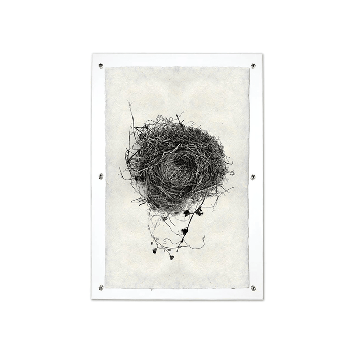 Nest Study #3 black and white print on handmade Nepalese paper, mounted in clear acrylic.